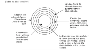 PMEBTP - Matériau du BTP : Le bois